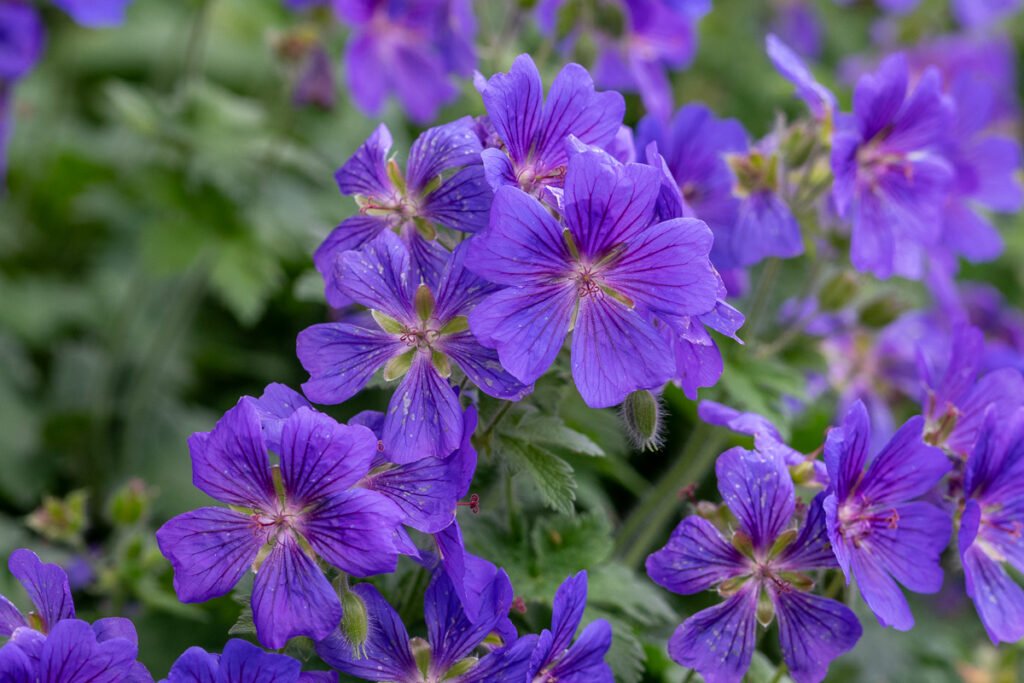blue geraniums typical June flowers in the garden