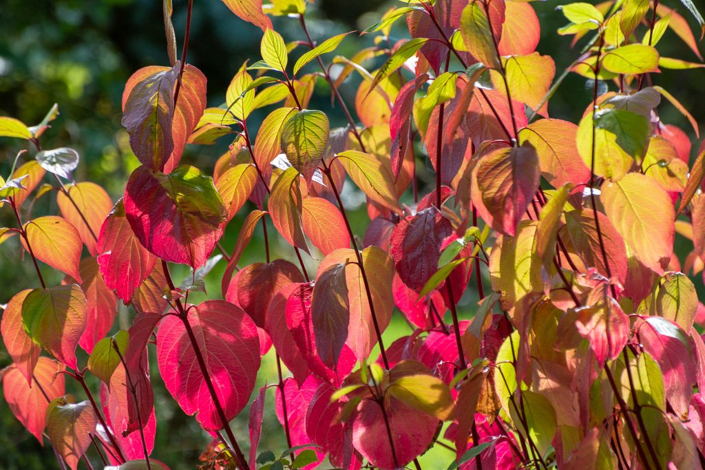 Cornus shrubs (Dogwood) bringing autumn leaf colour to a Warwickshire garden border.