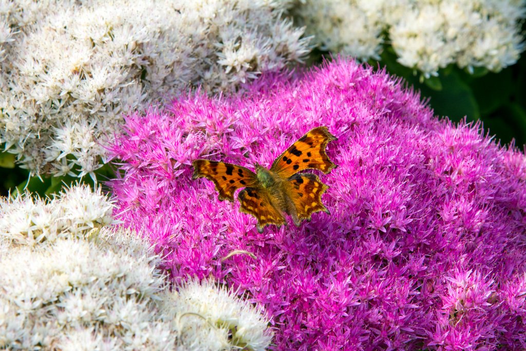 Butterfly enjoying Sedum in a Warwickshire autumn planting scheme.
