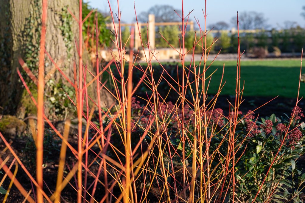 Cornus shrubs (Dogwood) adding winter colour to a Warwickshire garden design.