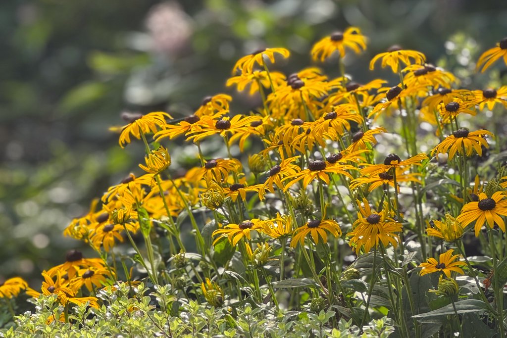 Rudbeckia bringing colour and drama to autumn planting in Warwickshire garden