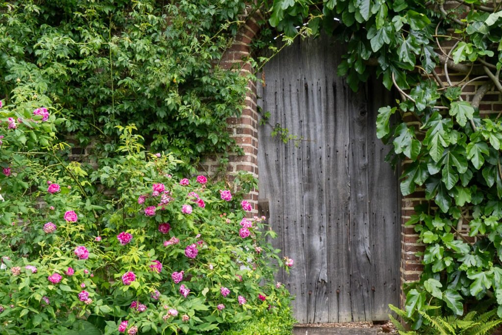 Vertical planting adding height and interest in a compact garden.